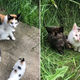 A Stray Cat Approaches Rescuers And Leads Them To Her Three Helpless Kittens