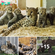 Lamz.Adorable Arrival: Witness the Debut of Four Cheetah Cubs at Vienna Zoo! (Video Included)
