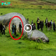 Locals in the Swiss Countryside Are Astonished by an Ancient Giant Python (Video).sena