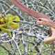 Wild nature’s twist: Chameleon turns the tables, bites venomous snake when attacked in surprising encounter in a tall tree.SM13