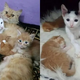 Orphan Kitten Sneaks To A Group Of Kittens And Insists On Becoming A Part Of Their Family