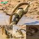 The calm waters turn into a chaotic battlefield:The extraordinary battle for survival between two familiar opponents – the mighty crocodile and the giant cobra.