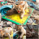 “Rescuing the Distressed Kitten: Trapped in a Mouse Glue Trap, Hungry, Thirsty, and Frightened. Sw