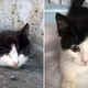 While Rescuing A Kitten, Woman Finds Another One In Desperate Need Of Help
