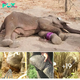 Triumphant Rescue: Baby Elephant’s Trunk Freed from Perilous Trap!