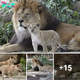 Lamz.60 Days of Lion Cub Growth: Witness the Heartwarming Bond Between Father and Cub (Video)