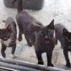 Family Gives Food To Feral Cat And She Comes Back Later With Her 4 Kittens