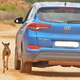 SD. “Heartwarming Tale: Lost Newborn Wildebeest Finds Unlikely ‘Surrogate’ Mother in Blue Car, Promising a Happy Ending”