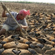 .Remarkable Tenacity: Fish Escapes Mud Captivity, Confronts Drought in Astonishing Video!..D