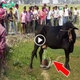 Unconventional Harmony: Surprising Bond as a Cow Nurtures a Cobra with Her Milk