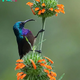 QL Loten’s Sunbird: An Enchanting View of Nature’s Artistry Displayed in its Stunning Feathers and Unique Beak
