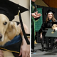 “Paws of Prestige: Service Dog Receives Honorary Degree for Dedication”