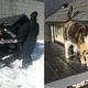 Cops Built This Amazing Cat Condo For A Homeless Cat That Kept Visiting Them