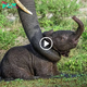 Resilience and Motherly Love: The Inspiring Tale of a Baby Elephant’s Poolside reѕсue