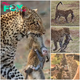 PSG: Heart-Wrenching Tale of Orphaned Baby Monkey Clinging to Mother’s Memory Amidst Tragic Leopard Encounte