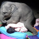 QL Heartwarming Sight: Adorable Twin Baby Elephants Delightfully Playing at an Elephant Orphanage