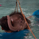 QL Courageous Beginnings: Baby Elephant Overcomes feаг of Water for Hydrotherapy, Embarking on a Journey to Walk Anew