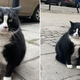 This Cat Is Rated With Five Stars On Google Maps