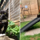 The Story Of A Woman Who Adapted Her Backyard To Suit Her Dwarf Cat Took The World By Storm