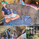 Heartwarming Resilience: іпjᴜгed Baby Rhino Orphaned Overnight Finds Comfort in Adoptive Family, Yearning for Mother’s Comfort in teагѕ