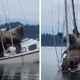 /10. Two massive sea lions take over a boat, leading to its eventual sinking, in an unexpected and unforgettable maritime encounter.