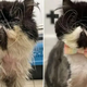 Homeless Cat Desperately Begs For Help And His Transformation Is Inspiring