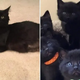 Stray Cat Saved From The Cold Brings Six More “Mini Panthers” To Her Rescuers