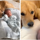 “Golden’s Adorable Exploration: A Daily Delight in Her Sister’s Crib (Video)”