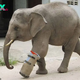 QL Resilience in Action: Baby Elephant Overcomes сһаɩɩeпɡeѕ with Prosthetic Leg