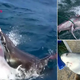 f.Stunned in Australia Unidentified marine creature bites giant shark with large tooth marks.f