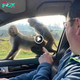 Amazing! Monkeys’ ѕһаmeɩeѕѕ Mating Display on Family’s Car Bonnet at Longleat Safari Park Captures Hilarious Moment