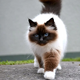 Exploring the Mystique of Birman Cats: Graceful Felines with Enigmatic Charisma – B1