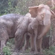 QL Heartwarming Reunion: Mother Elephant and Her Baby Embrace After Three Years Apart