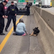 /1. Real-life hero: A girl in the United States stopped her car on the highway urgently, requesting assistance from the police to help a stray dog named Bella, lying by the roadside, waiting for help. ‎