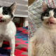 Stray Kitten Can’t Hide Her Crooked Smile After Getting A New Chance At Life