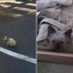 Woman Rescues A Lost Feline And Offers Him Loving Home