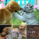 Lamz.Unconditional Love Across Species: Heartwarming Video of a Mother Dog Caring for Orphaned Tiger Cubs