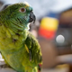 'Parrot fever' outbreak in 5 European countries kills 5 people