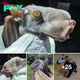 Meet the hammer-headed bat: the flying mammal with the һeаd of a puppy