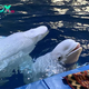 SAO. “Euphoric Liberation: Two Beluga Whales Delighted to Escape Performing in China – A Heartwarming Story of Freedom.”.SAO