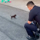 /5.Touching story: a dog named Lord walks more than 10km every day following a policeman with the hope of being adopted, touching the hearts of millions of people on the online community. ‎ ‎