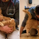 A Kind-Hearted Vet Saves The Feline From Euthanasia