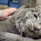 Meet Max, The Canadian Lynx Cat That’s Actually Just A Big Baby