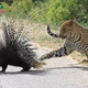 Leopard ends up with a porcupine’s quill up its nose after trying to eat the spikey creature – but it soon gets its own back… (video) /b