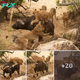 I will live! Impressive moment an old buffalo refuses to surrender in an epic battle with 5 hungry lions