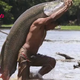 S127 Arapaima gigas, one of the largest freshwater fish ‎ S127