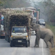 Cute Moment Captured as Greedy Wild Elephant Halts Passing Trucks to Steal Sugarcane (video) /b