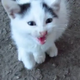 Stray Kitten With A Broken Paw Comes To A Man Meowing For Help