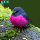 QL Witness the Cuteness Overload of the Pink Robin – A Heartwarming Delight
