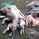 Mutant Pig Delivery with Single Skull, Eight Legs, and Two Fused Bodies Sparks Fear Among Locals